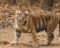 Uttrakhand: वन विभाग ने ट्रैंकुलाइज कर पकड़ा भैंसे को निवाला बनाने वाला बाघ