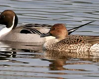 UP: मौसम बदलते ही 4200 किमी. का सफर तय कर अपने वतन पहुंचेंगे प्रवासी पक्षी