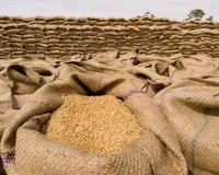 यूपी में कल से शुरू होगी गेहूं की खरीद, स्थापित किए गए हैं 3574 क्रय केंद्र 