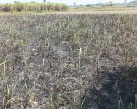 बाराबंकी : शीशम के पेड़ काटने के बाद लगाई आग से गन्ने की फसल राख, जानें क्या है पूरा मामला 