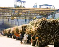 Bareilly: चीनी मिलों पर 671 करोड़ बकाया... किसानों की फीकी रहेगी होली