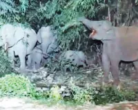 Uttrakhand: बीच सड़क आया मदमस्त हाथियों का झुंड, लोगों में फैला डर और यातायात ठप