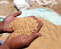 UP: होली अवकाश के चलते शुरू नहीं हुई गेहूं खरीद, केंद्रों पर पसरा सन्नाटा