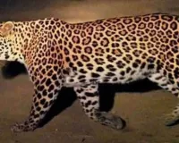 Uttrakhand: घर में घुसा गुलदार, मचा हड़कंपरुड़की का मामला, लोगों से सतर्क रहने की अपील