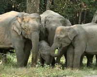 Uttrakhand: हाथियों ने टांडा जंगल में मचाया उत्पात...गेहूं की फसल क्षतिग्रस्त व स्कूल की खिड़की तोड़ी 