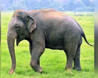 Uttrakhand: दीवार तोड़ घर में घुसा जंगली हाथी, परिवार ने छत पर चढ़कर बचाई जान