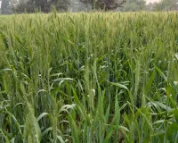 Moradabad: बढ़ रही गर्मी रबी की फसलों को पहुंचा सकती है नुकसान