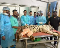 Bareilly : IVRI आकर बच सकी की श्वेत बाघिन की जान, छह घंटे तक चली जटिल सर्जरी 