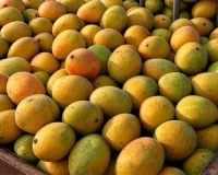 आम निर्यात का सर्टिफिकेशन करेगा जापान, जापान से आए दल ने किया पैक हाउस का ऑडिट