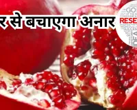 अनार बना रामबाण... झिल्ली लंग्स कैंसर के इलाज में कारगर, लखनऊ विश्वविद्यालय के शोध में हुआ बड़ा खुलासा, जानें क्या है खास