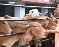 UP में पशुओं की सेहत पर बड़ा खर्च: इलाज को 4.81 करोड़ और मोबाइल वेटरनरी यूनिट को 34.86 लाख रुपये मंजूर