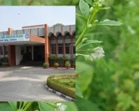 एंडोफाइटिक बैक्टीरिया पौधों की वृद्धि और औषधीय गुणों के असली हीरो: CSIR-CIMAP के रिसर्च में हुआ असली खुलासा