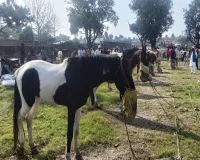 Uttrakhand: इस मेले में कभी घोड़ा खरीदने आता था डाकू सुल्ताना, नखासा पहुंचा 10 लाख का मारवाड़ी घोड़ा
