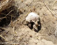 UP: खेत में नर कंकाल मिलने से फैली दहशत, नर मुंड और हड्डियों के लिए सैंपल