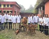 Bareilly : वैज्ञानिकों ने कर दिया कमाल...5 दिन में 5 नर बछड़ों की मां बनी ‘नंदिनी’