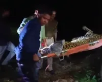 UP: टैंक्युलाइज कर वन विभाग ने तेंदुए को पकड़ा, कई दिन से फैली थी दहशत 