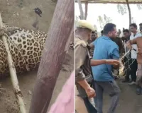 Lakhimpur kheri: हमला कर भाग नहीं सका तेंदुआ, ग्रामीणों ने रस्सी से बांधकर किया काबू