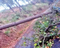 Uttrakhand: नैनीताल में पेड़ गिरने से सड़कें बंद, 24 घंटे से बिजली-पानी ठप