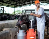 बुंदेलखंड में डेयरी क्षमता बढ़ाने की परियोजनाओं को मंजूरी:  बांदा में लगेगा नया 20 हजार लीटर क्षमता का डेयरी प्लांट