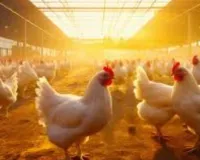  यूपी में पोल्ट्री पालन को बढ़ावा:23-24 मार्च को होगा प्रदेश का पहला Poultry Conclave, शामिल होंगे देश-प्रदेश के विशेषज्ञ