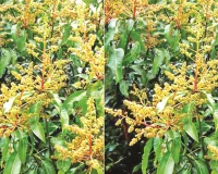 प्रकृति का सूक्ष्म संगीत और चैत्र