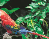 वाइल्ड लाइफ:  मकाऊ: वर्षावनों का रंगीन और बुद्धिमान प्रहरी