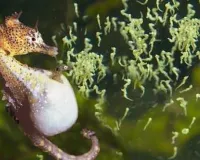  मरीन लाइफ:  जब नर समुद्री घोड़ा देता है जन्म