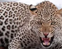 बहराइच में तेंदुए का आतंक :   हमले में महिला घायल, वन विभाग ने गश्त तेज की