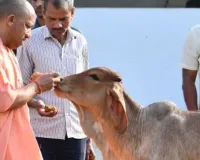  यूपी में गोकशी-गोतस्करी पर योगी सरकार सख्त :  विशेष अभियान के तहत 35 हजार आरोपियों को भेजा गया जेल 