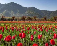 Kashmir Tulip : स्वागत के लिए तैयार ...सुरम्य सनासर में 2 लाख से ज़्यादा ट्यूलिप, पर्यटकों को करेंगे आकर्षित  
