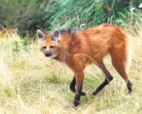 वाइल्ड लाइफ:  ऊंचे पैरों वाला अनोखा वन्यजीव