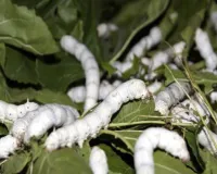  रेशम उत्पादन से होगी किसानों की आय में बढ़ोतरी,पांच दिवसीय प्रौद्योगिक उन्मुखीकरण कार्यक्रम का शुभारंभ