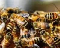 मैनपुरी में मधुमक्खियों का हमला:  खेत में काम कर रहे किसान की मौत, अन्य ग्रामीण घायल 