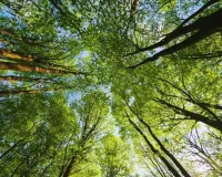   रोचक फैक्ट :पेड़ों की संख्या हमारी आकाशगंगा के तारों से अधिक  