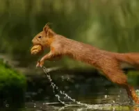  वाइल्ड लाइफ: उड़ने वाली गिलहरी 