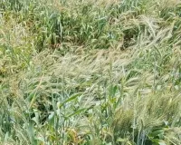 बेमौसम बारिश ने बढ़ायी किसानों की चिंता,  चना-मटर की फसलों पर बुरा असर, कटाई-मड़ाई के लिए तैयार गेहूं, अरहर, सरसों  