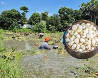 मऊ में मखाने की खेती में अपार संभावनाएं:  तालाबों-जल स्रोतों की उपलब्धता, सरकार देगी प्रति हेक्टेयर 40 हजार का अनुदान 