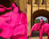 जयपुर में गुलाबी हाथी पर विवाद:  रूसी कलाकार का फोटोशूट हुआ वायरल, जानिए क्या है मामला  