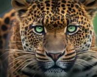  बिजनौर में तेंदुए का हमला:  खेत में काम कर रही महिला की मौत, ग्रामीणों का हंगामा 