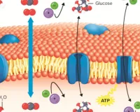 चिकनाई हजम करने वाली 131 प्रोटीस
