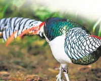 पंछियों को ‘अंधा’ भी बना देता है प्रेम