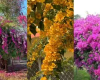  NBRI के आंगन में खिलेंगे बोगनवेलिया के फूल: विभिन्न आकर्षक किस्मों का प्रदर्शन, खास आकर्षण का केंद्र रहेंगे ये फूल 