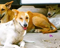 Moradabaad : सुनसान सड़कों पर आवाजाही पड़ रही जान पर भारी