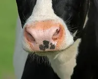 Bareilly : गाय का फिंगरप्रिंट बताएगा दूध उत्पादन क्षमता