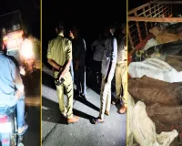 Bareilly : नरियावल में भूसे की तरह कराई गायों की शिफ्टिंग, एक की मौत