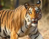 ज्योली गांव में बाघ के हमले से महिला की मौत, गांव में दहशत    