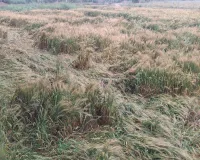 Bareilly: आंधी-बारिश से गेहूं की 20 प्रतिशत फसल तबाह, बहेड़ी, फरीदपुर और आंवला में नुकसान ज्यादा