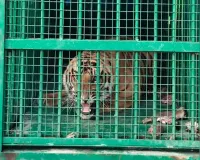 UP: तीन हफ्ते बाद पिंजरे में कैद हुआ बाघ, बकरी के लालच में आया शिकंजे में