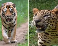 Uttrakhand:नैनीताल जिले में बढ़ा बाघ-तेंदुए का खतरा, एक साल में गई कई लोगों की जान