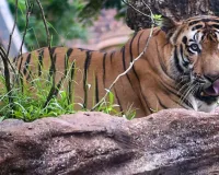 Uttrakhand:बाघ ने खाया पेट, सिर धड़ से किसने अलग किया? हत्या और बाघ के हमले में उलझी गुत्थी